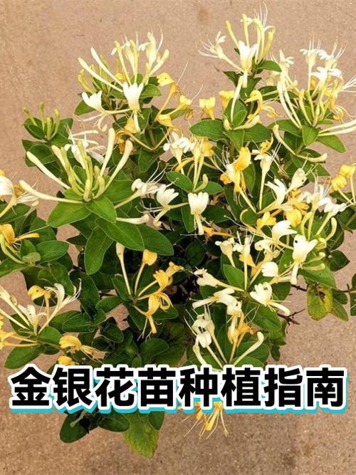 金银花怎么养才能更旺盛