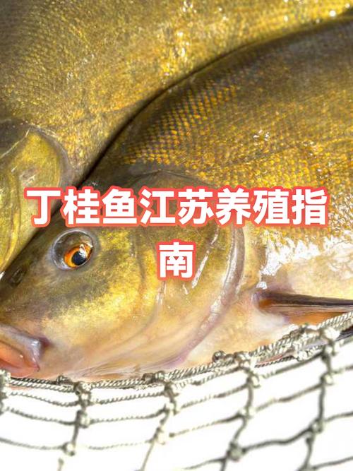 丁桂鱼尽量少吃的原因