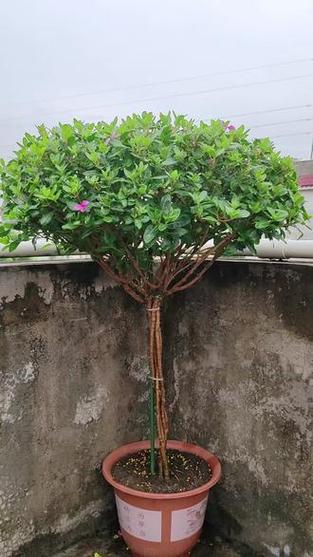 长春花刚发芽图