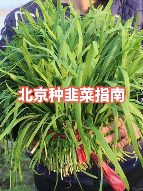 北京韭菜今日价格