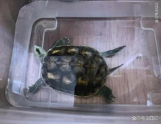 乌龟在盒子里会憋死吗