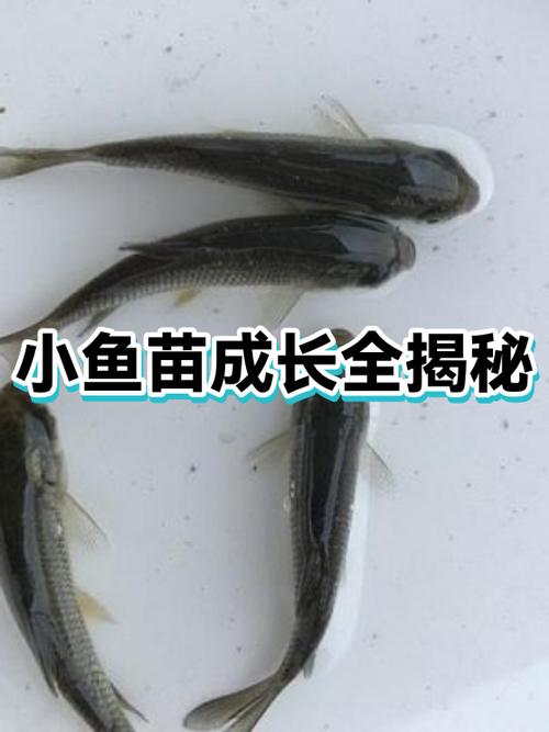 小鱼没有氧气能活多久图标