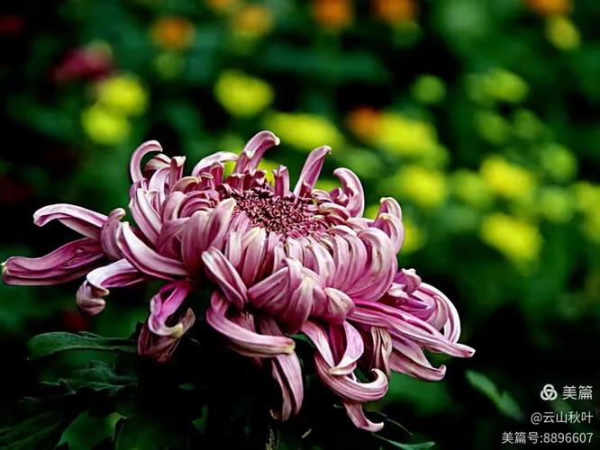 菊花的别名雅称