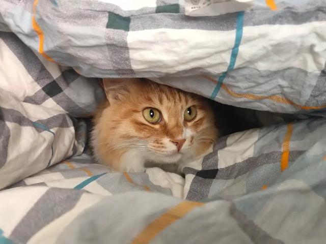 小猫咪钻被窝缩略图