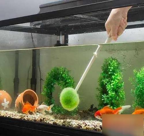 鱼缸有异味怎么处理方法截图