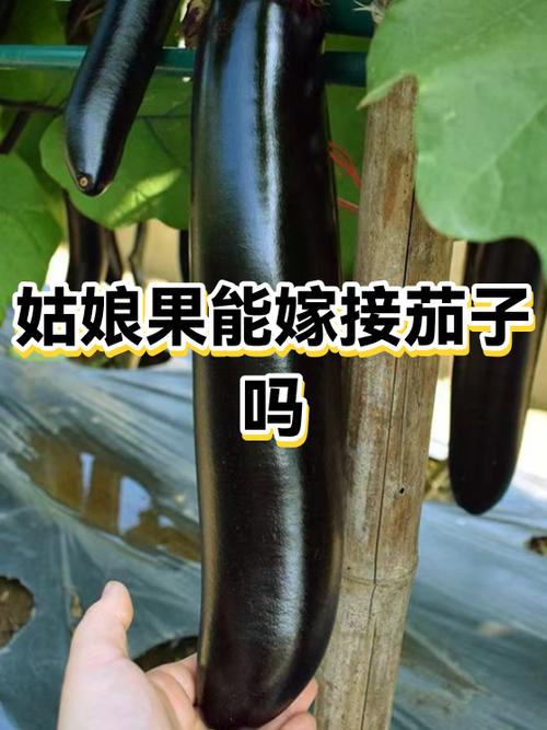 茄子结婚了吗