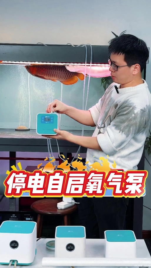 养小金鱼需要打氧吗截图