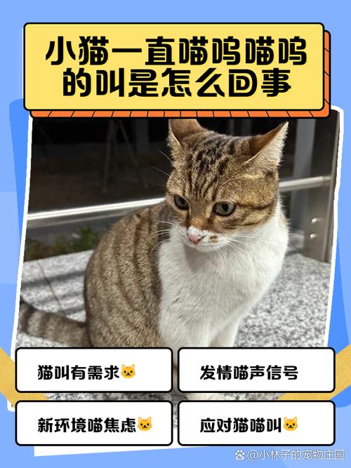 新小猫老叫怎么办