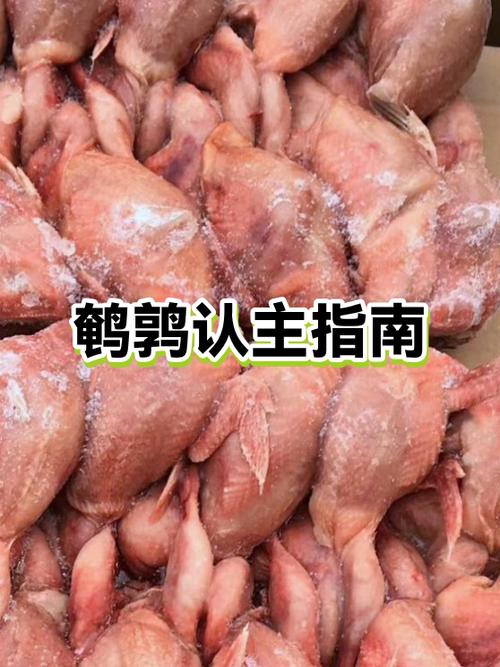 鹌鹑的智商相当于人几岁截图