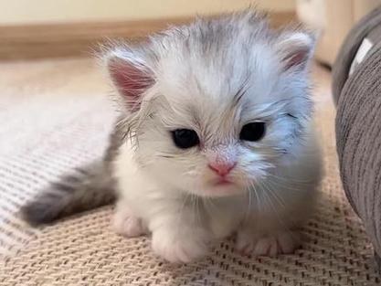 养小奶猫日常视频