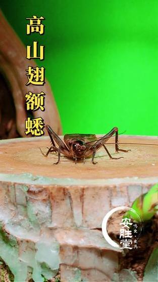 蛐蛐产地