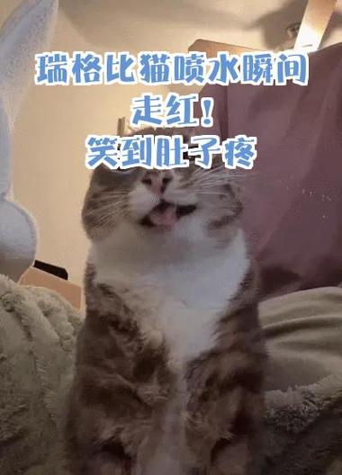 搞笑猫视频笑得肚子疼缩略图