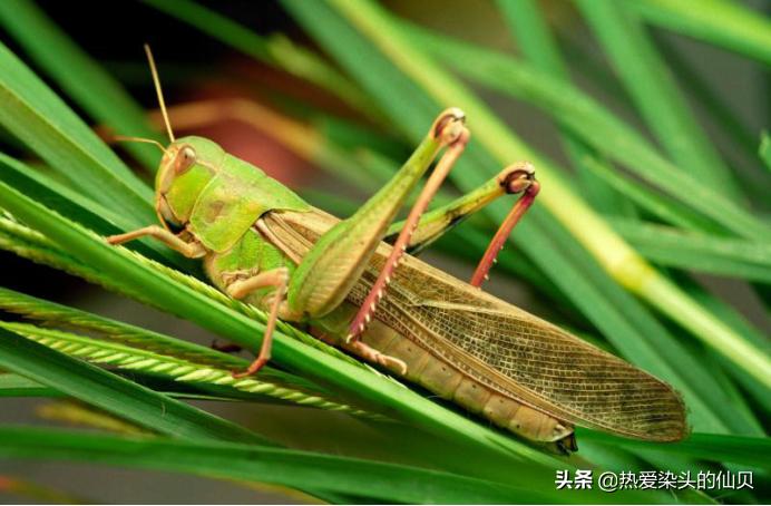 蝈蝈顺口溜大全