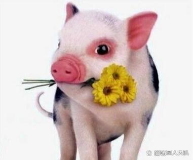 萌小猪身高真实身高是多少缩略图