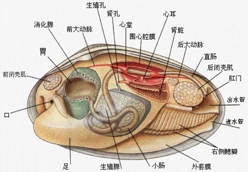 贝壳的读音