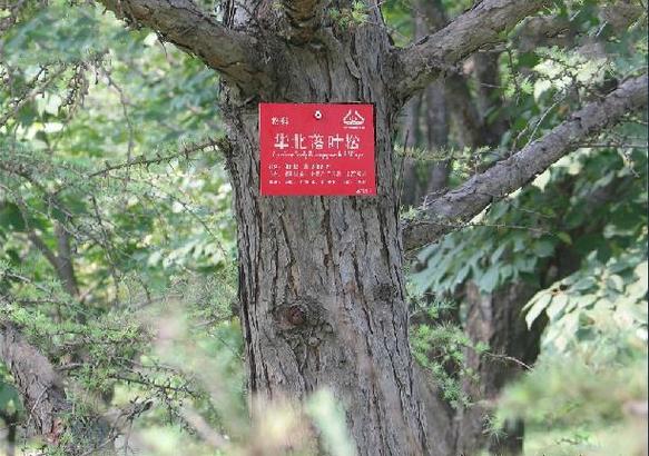 源林滇野