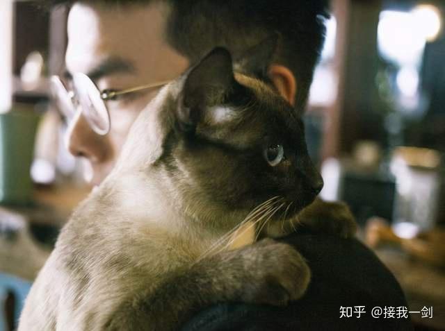 男人喜欢猫是什么性格缩略图