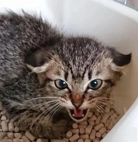 新来的猫一直哈气缩略图