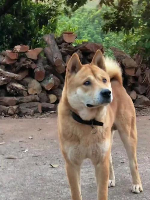 土猎犬图片