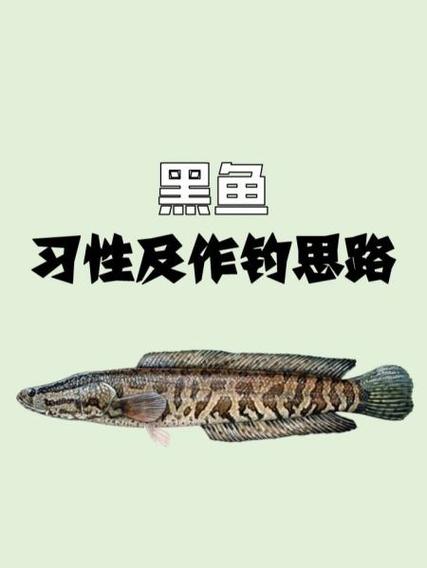 创造与魔法鲤鱼在哪钓