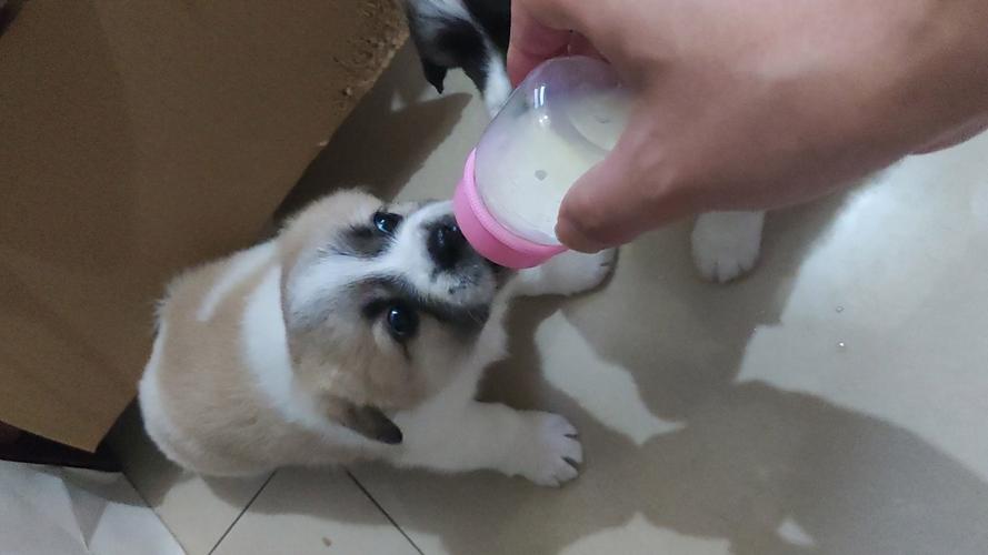 小狗崽吃奶