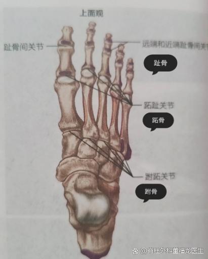 脚丫是怎么形成的图标