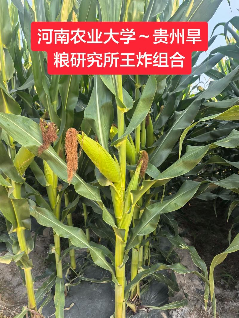 红遵玉1618审定公告