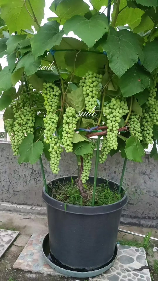 寒香蜜盆栽用多大的盆合适