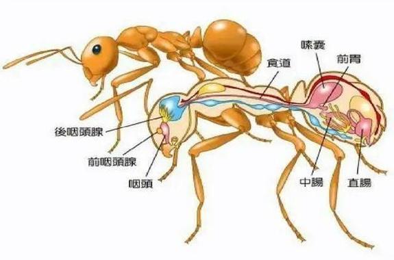 蚂蚁赚能挣钱吗截图
