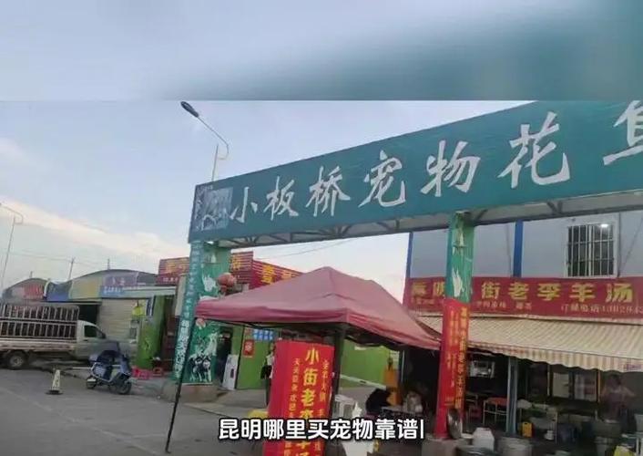 宠物小猴子市场在哪里截图