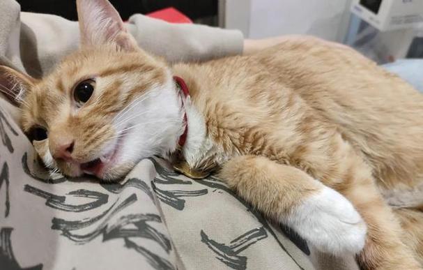 猫猫踹气急促