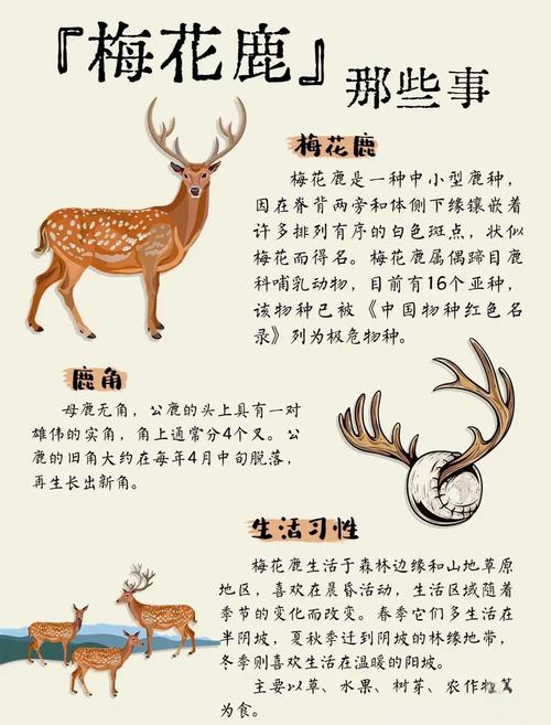 麋鹿最忌讳三个属相游戏截图