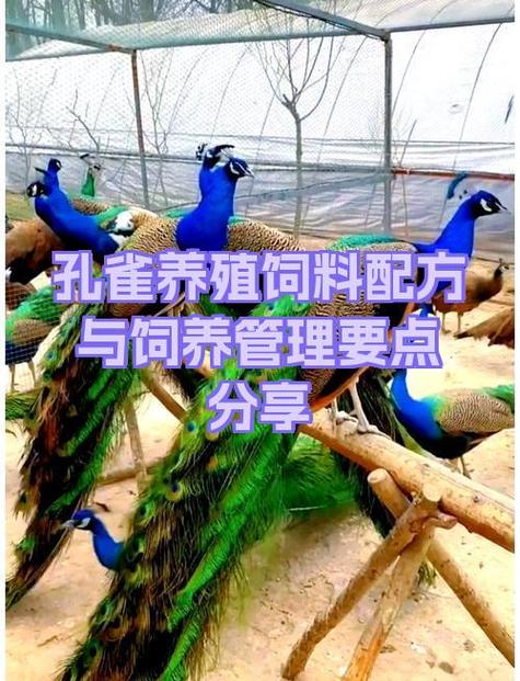 孔雀的饲养管理与技术
