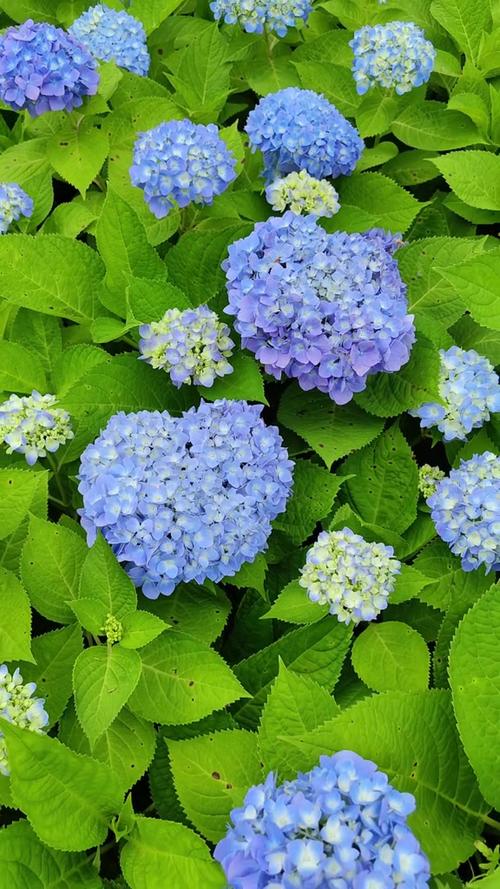 绣球花蓝色图标