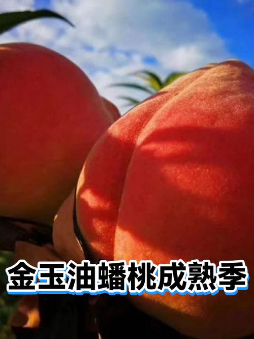 蟠桃转赚钱