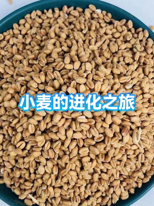 麦子的种子是怎么来的
