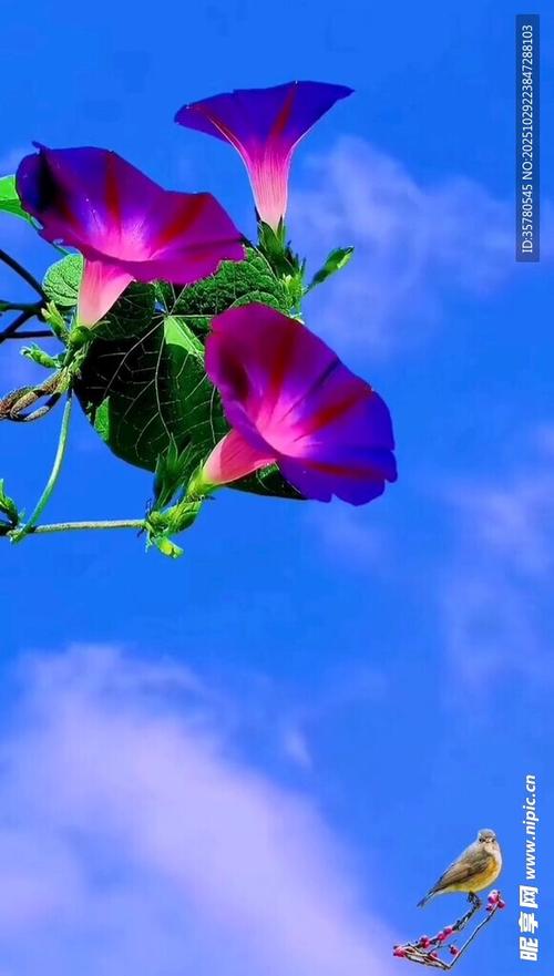 牵牛花视频缩略图