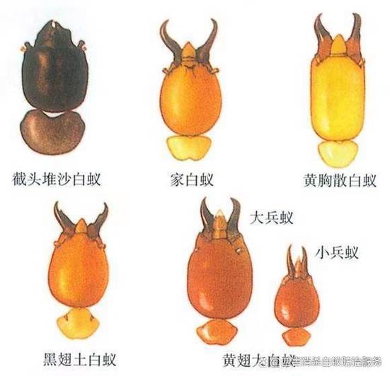 专业杀白蚁公司上门服务