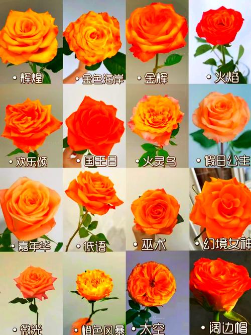 橙色的花有哪些图标