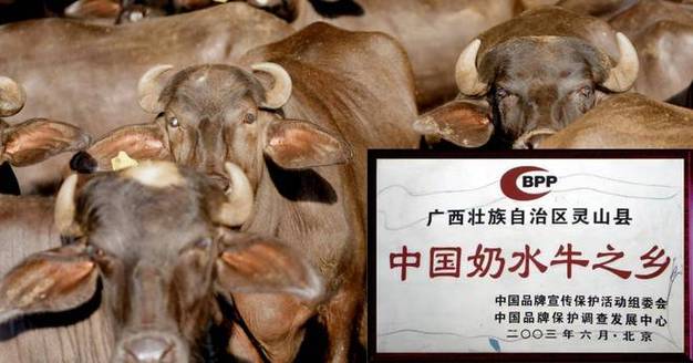 中国奶生