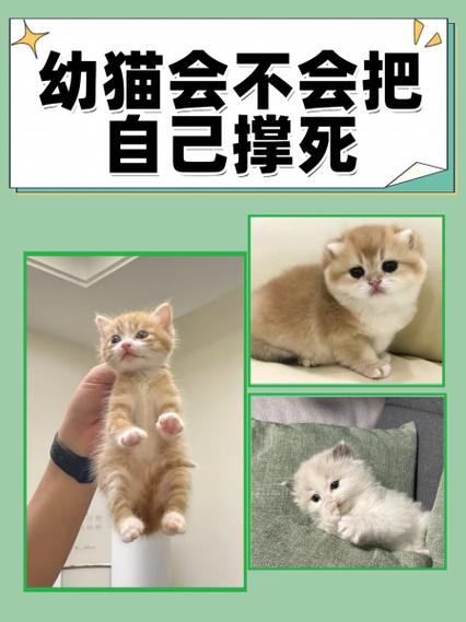 扔了猫会不会遭报应截图