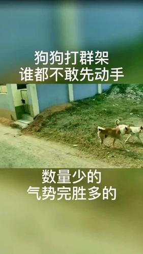 被别人骂牲畜怎么回答