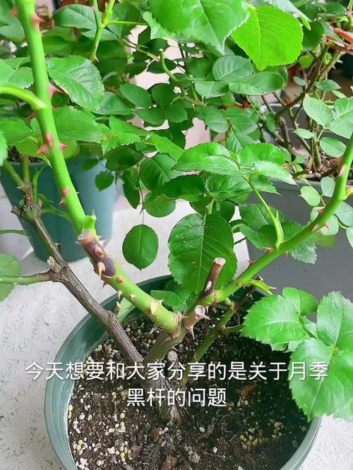 蔷薇杆长根了有点黑杆