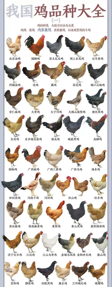 最好吃的土鸡品种排名图标