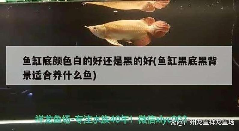 鱼缸黑背景好还是白背景好