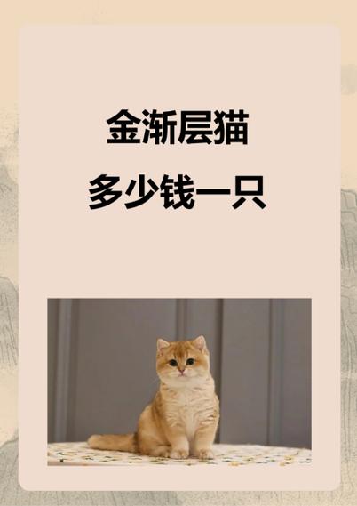 金渐层价格一般多少