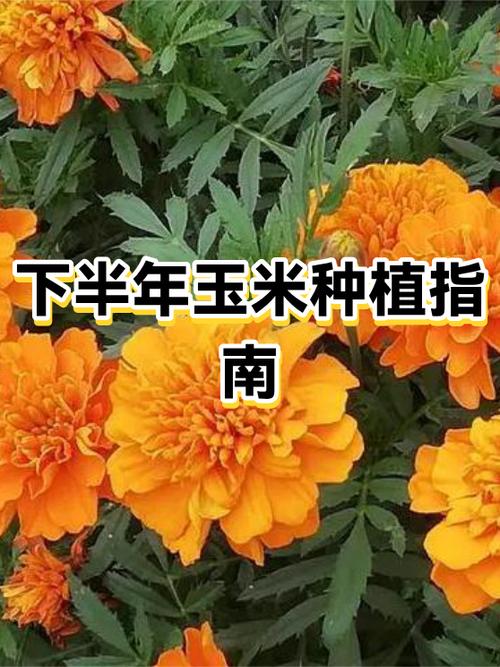南方下半年适合种植的经济作物截图