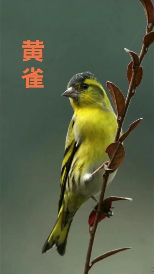 黄鸟的叫声视频
