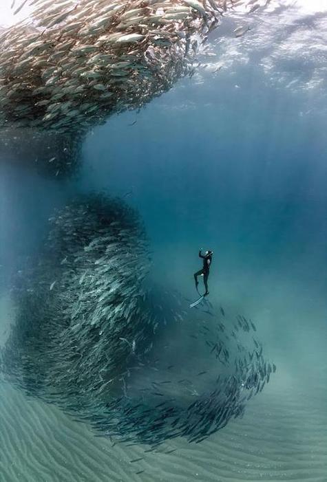 海洋生物图片
