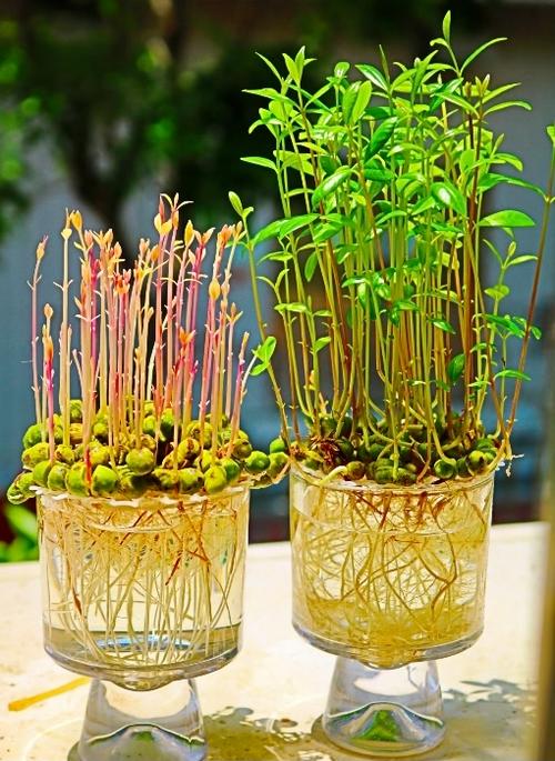 桃子盆栽种植方法截图